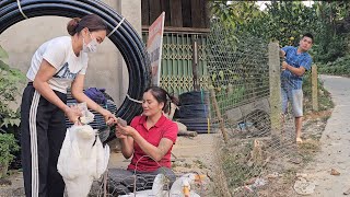 Wife catches ducks to sell Husband fences around the house [upl. by Gussy]