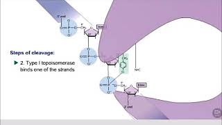 Topoisomerase  function [upl. by Fariss]