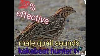 quail sounds [upl. by Ky]