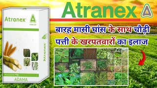 adama atranex  herbicide  Atrazine 50 WP  पूरी जानकारी हिंदी में  Patel agriculture [upl. by Seni466]