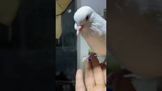 ❤️Hybrids🕊️ pigeon ✨ cross with dovepigeon viralvideo pigeonlover [upl. by Huntley]