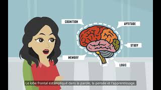 Le cerveau psychologie fondamentale  les divisions du système nerveux [upl. by Ylrebmic]