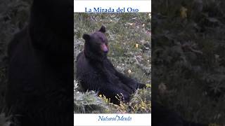 La Mirada del Oso The Look of the Bear asturiasparaisonatural [upl. by Malet]