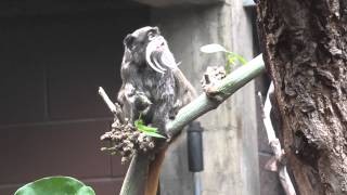 Cute emperor tamarin eats a twig London zoo [upl. by Khajeh]