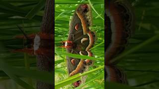 Cecropia moth nature butterfly [upl. by Zel]