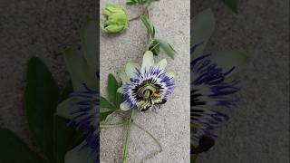 YouTubeCreatorCommunity Maracuja Passiflora edulis Passionsblume Passionsfrucht caerulea essbar [upl. by Hamal160]