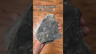 Fossil Flip Amazing rare fossil from the Yorkshire Jurassic Coast 👀 fossils ammonite whitby [upl. by Rodney]