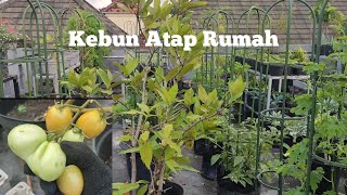 Panen Tomat Murbei Bunga Telang Kale Nero Kebun Atap Rumah Vid390 kuntarisudarko8095 [upl. by Cody]