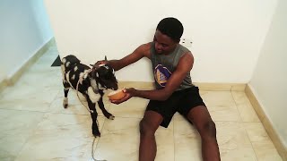 Ewure Orita  A Nigerian Yoruba Movie Starring Adeniyi Johnson  Antar Laniyan  Sunny Alli [upl. by Atinomar]