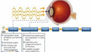 Physiology of the Cornea [upl. by Abbott]