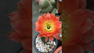 Lobivia flowering gardeningvideos cactusflower cactusgarden lobivia lobiviacactus [upl. by Farwell256]