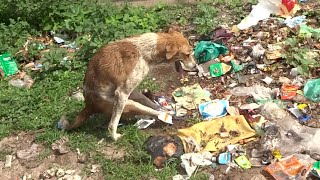 Paralysed dog growled and barked but patience brought a sweet reward [upl. by Valerlan679]