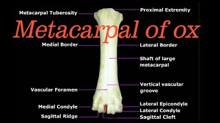 Metacarpal of ox [upl. by Bollay757]