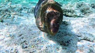 Moray eel  Pickalbatros Sea World Marsa Alam 🙂 [upl. by Eelreveb]