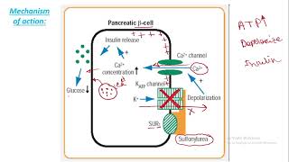 Mechanism of action of Sulfonylurea  Insulin secretion  Hypoglycemic effect [upl. by Cline685]