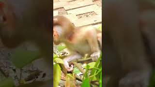 CuteReell Video Monkey1 11 [upl. by Newberry]