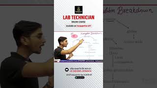 Haemoglobin breakdown  lab techninian classes Dmlt  drt dott haemoglobin breakdown [upl. by Neenaj]