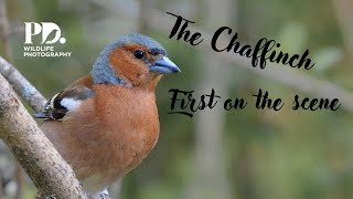 The Chaffinch Wildlife Photography [upl. by Nigle59]