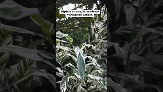 Variagated Ginger  Alpinia vittata plants garden flowers nature fyp [upl. by Ashlen197]