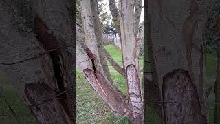 Windstorm broke the tree on whidbey island🙏🙏🙏 [upl. by Gipson94]