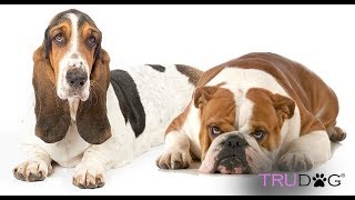 These 8 Dog Breeds Have Become Deformed Through quotImprovementquot Breeding [upl. by Wendt329]