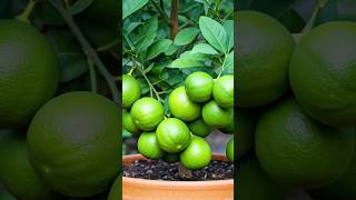 🌿How to Grow LEMON TREE Great Ideas of Propagation Lemon tree using a Green Coconut🌴lemontree [upl. by Elletnohs732]