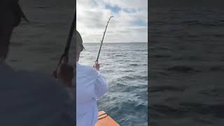 Pending IGFA World record bluefin tuna hooked up on fly rod Highliner Sportfishing San Diego [upl. by Enoek]