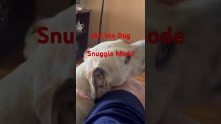 Jax Snuggles Engaged lapdogs doglife snugglebuddies dogs [upl. by Aliuqehs]