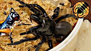 SO MANY FUNNELWEBS Pet spider unboxing also including King Crickets [upl. by Cally]