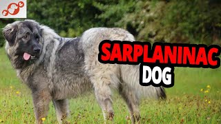 🐕 Sarplaninac Dog – All About The Sarplaninac Dog Breed [upl. by Izabel]