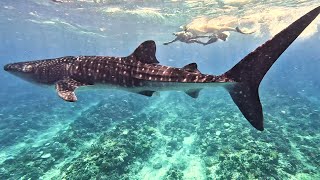 Swimming with Whale Sharks [upl. by Hisbe418]