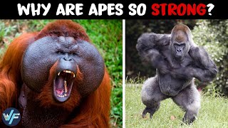 Why Aren’t Humans as Strong as Apes [upl. by Igal]