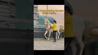 How to start piaffe training josephaguillaume horse classicaldressage bitless piaffe [upl. by Kedezihclem383]