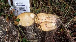 How to poison a tree stump using roundup glyphosate and a paint brush [upl. by Billy]