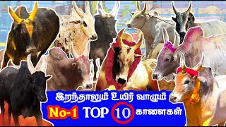 Top 10 இறந்தாலும் உயிர் வாழும் No 1 காளைகள்  pr appu pr kaari amoor sevali pkm kaari [upl. by Ebsen]