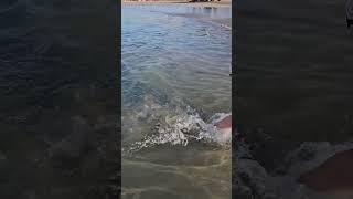 TeneriffaKanarische Inseln Fischen im Meer Tenerife Canary Islands fish in the ocean 2 канары [upl. by Ratep769]