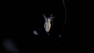 Water fleas under the microscope [upl. by Senoj268]