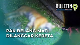 Pak Belang Mati Dirempuh Kereta Di LPT [upl. by Annadiane]