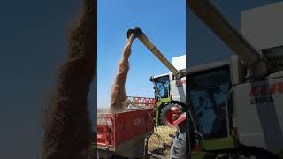 Claas Biçerdöver ile Buğday Hasadı shorts biçerdöver agriculture [upl. by Ydahs]