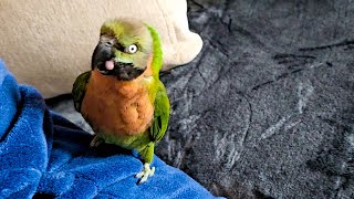 My Moustached Parakeet Brando KICKS Petsitter OFF THE COUCH 🦜  parakeet parakeets [upl. by Anjanette]