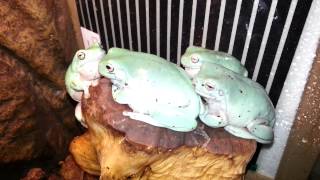 Whites tree frogs croaking on command [upl. by Sorci]