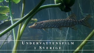 Snorkling i Smålands Sjöar [upl. by Llimaj]