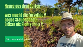 Was macht die Forsythie  Gräser als Sichtschutz geht das [upl. by Geddes]