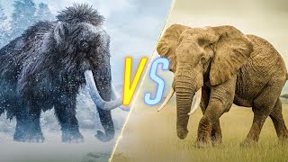 Woolly Mammoth VS Elephant [upl. by Brote299]