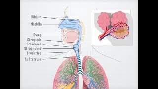 Människans andningsorgan gammal [upl. by Arik]