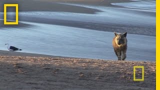 Jewel of Namibia  Nat Geo Live [upl. by Macmillan]