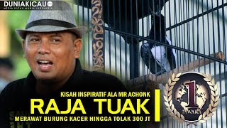 INSPIRATIF RAJA TUAK Awalnya Burung 300 rb Kini Tolak 300 Jt  RawatanSettingan  Dunia Kicau [upl. by Annoyed700]