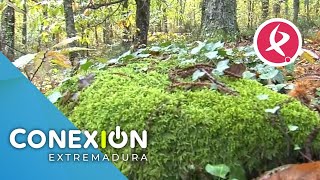 Arranca el Otoño Mágico del Ambroz  Conexión Extremadura [upl. by Beffrey]