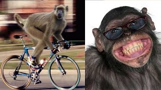 Funny Monkey Videos 🤣 Monkey will make you laugh 🤣Best Funny Animal Videos Compilation Cafa Land 1 [upl. by Ardien112]