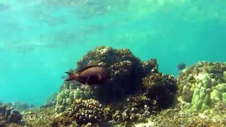 Maui Hawaii Underwater Reef Camera View Peaceful Bliss [upl. by Neros388]